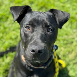 Hi My name is Cole and Im at the Santa Maria Campus Im a 9 month old male Lab Mix