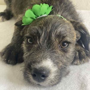 Fiji, Baby Female Mixed Breed