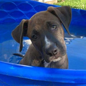 Omar, Baby Male Labrador Retriever