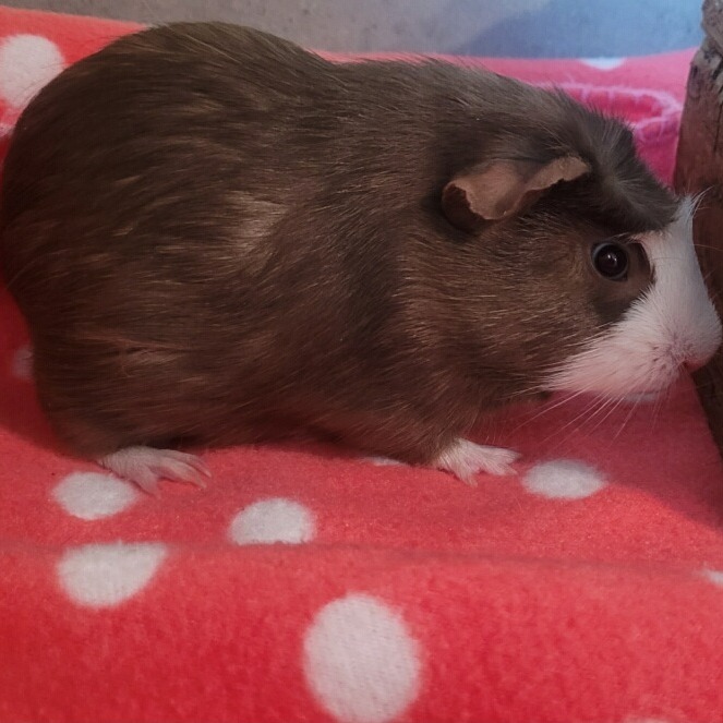 Chorizo
