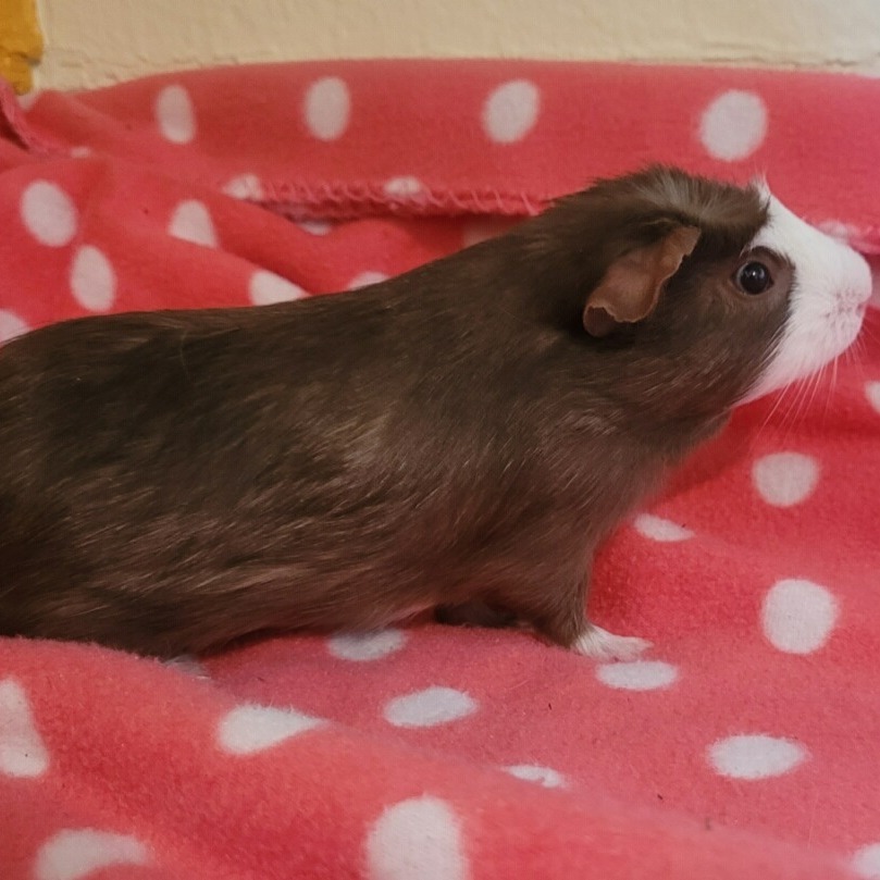Chorizo