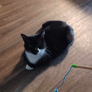 Lulu Frost, Adult Female Domestic Short Hair
