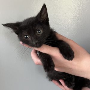 Vincentina Humbracht, Baby Female Domestic Short Hair