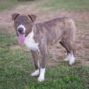 Monty, Adult Male Pit Bull Terrier