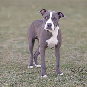 Snoop, Young Male unknown