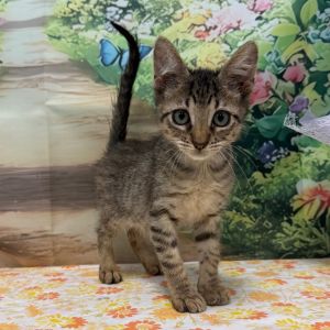 Peanutz, Baby Male Domestic Short Hair