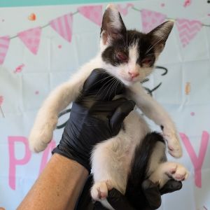 Tippy, Baby Female Domestic Short Hair