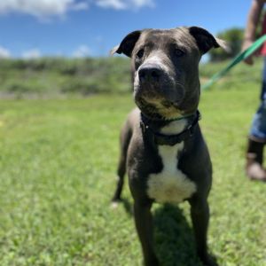 Ken, Adult Male Mixed Breed