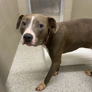 Nelli, Young Female Pit Bull Terrier
