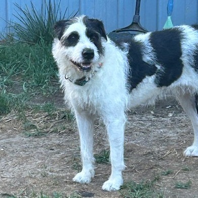 Millie