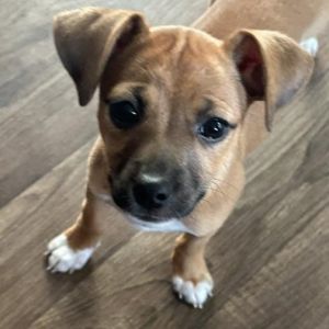 Joon $475, Baby Female Mixed Breed