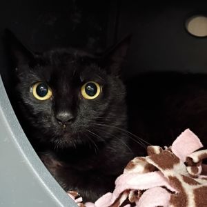 Slinky, Adult Male Domestic Short Hair
