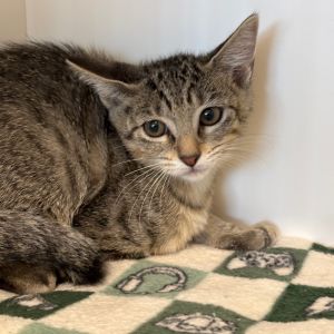 Mano, Baby Female Domestic Short Hair