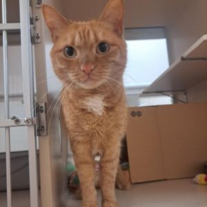 Missy, Adult Female Domestic Short Hair