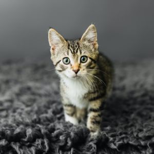 Janis Joplin, Baby Female Domestic Medium Hair