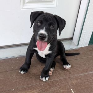 Mixer, Baby Male Pit Bull Terrier