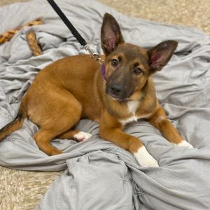 Rose, Baby Female Shepherd