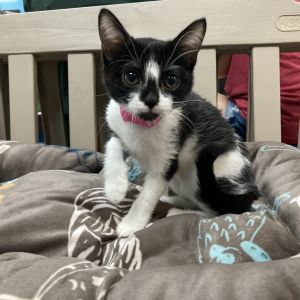 Achoo, Baby Female Domestic Short Hair