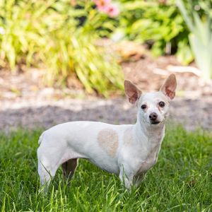 Little Bit, Senior Female Chihuahua