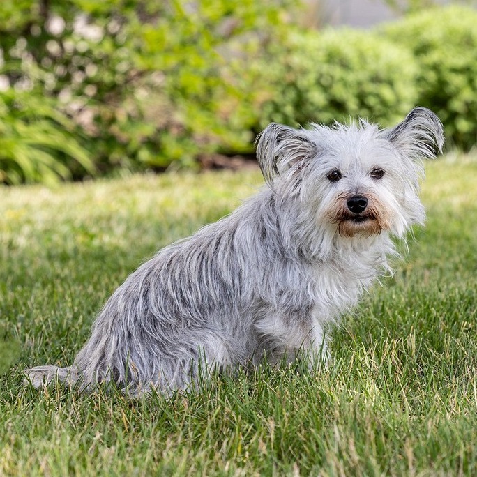 Gracie