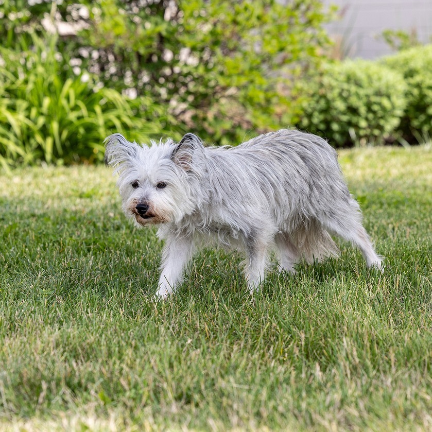 Gracie