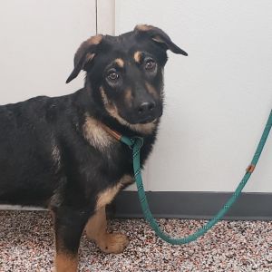 Bogey, Young Male Mixed Breed