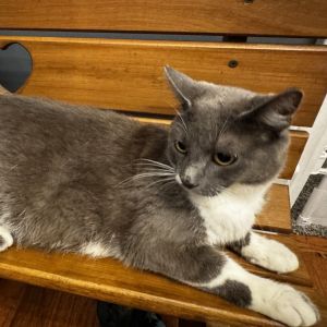 Flute, Young Female Domestic Short Hair