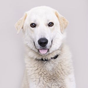 Nova, Adult Female Great Pyrenees