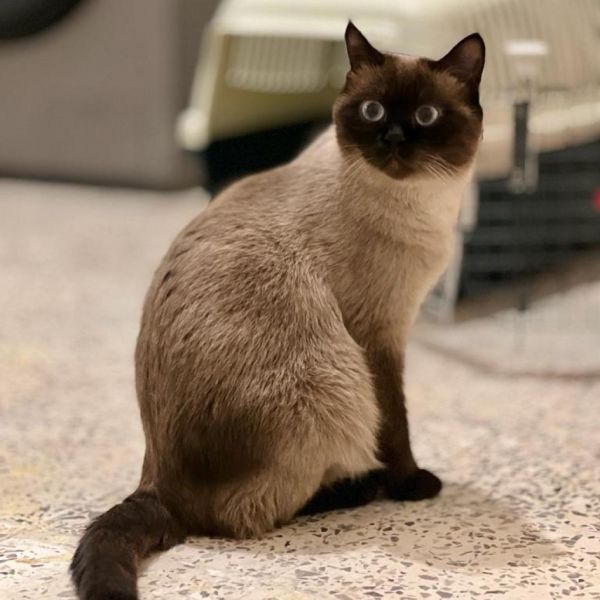 May Kuwait (bonded To thumbnail 1