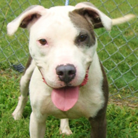 Leelee, Adult Female Mixed Breed