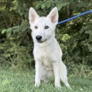 Tootie, Young Female Mixed Breed