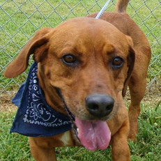 Brownie, Senior Male Mixed Breed