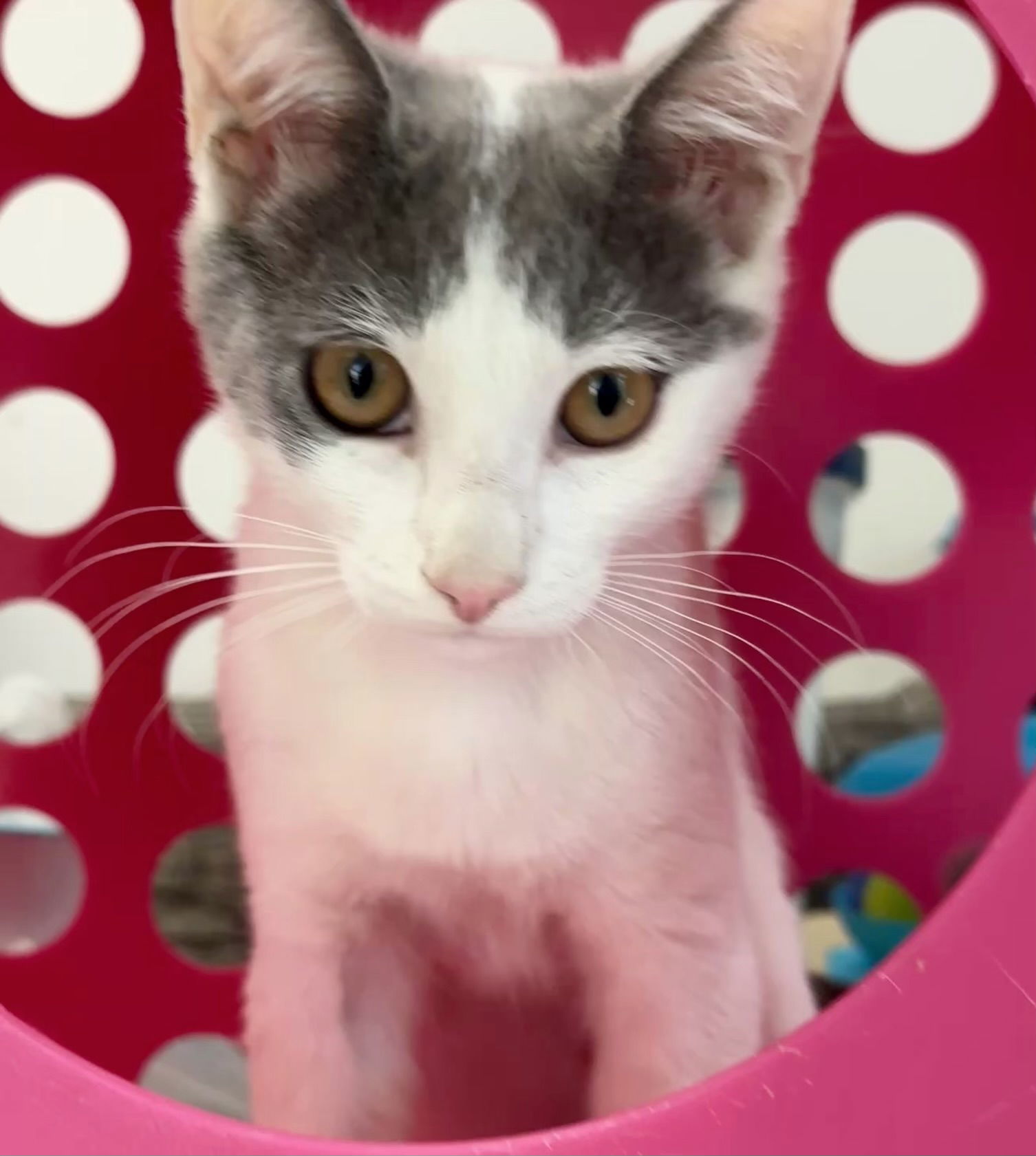 Splotch (kitten)