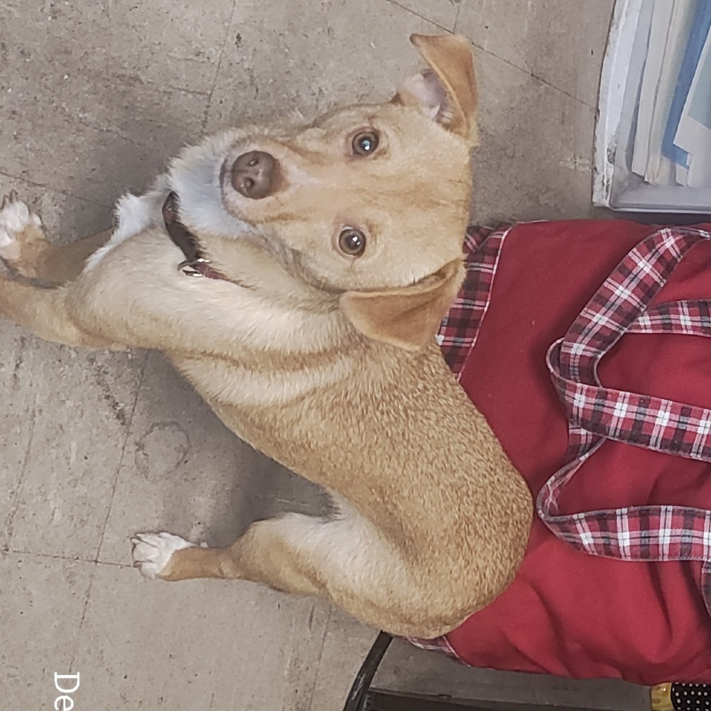 Toby