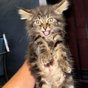 Lonnie, Baby Male Domestic Long Hair