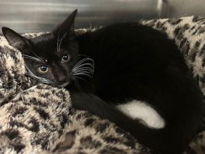 VERONA, Baby Female Domestic Short Hair