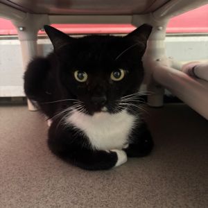 Sylvester, Adult Male Domestic Short Hair