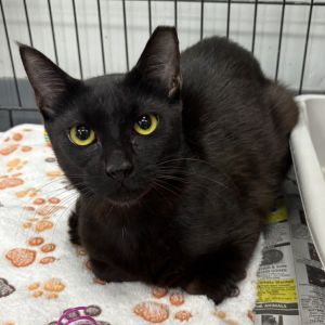 Eden, Adult Female Domestic Short Hair