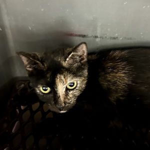 Cici, Adult Female Domestic Short Hair