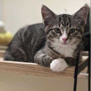 Winter, Baby Male American Shorthair
