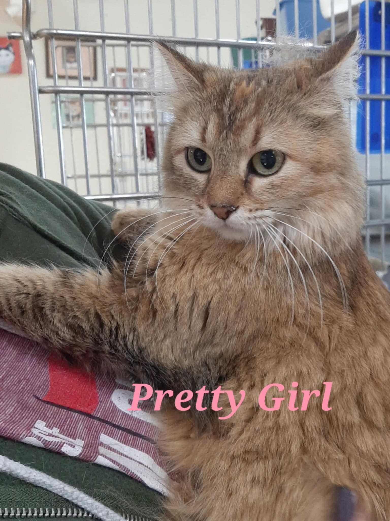 Pretty Girl