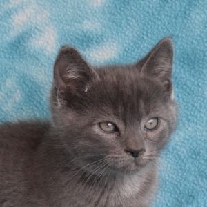 Purple Rain, Baby Male Domestic Short Hair