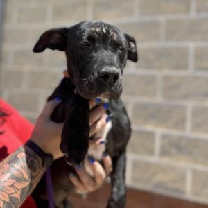 Beauty, Baby Female American Staffordshire Terrier