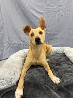 Dune is always ready to chase adventure and maybe a tennis ball or two With his wiggly tail and p