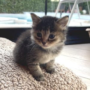 Farret, Baby Male Domestic Short Hair
