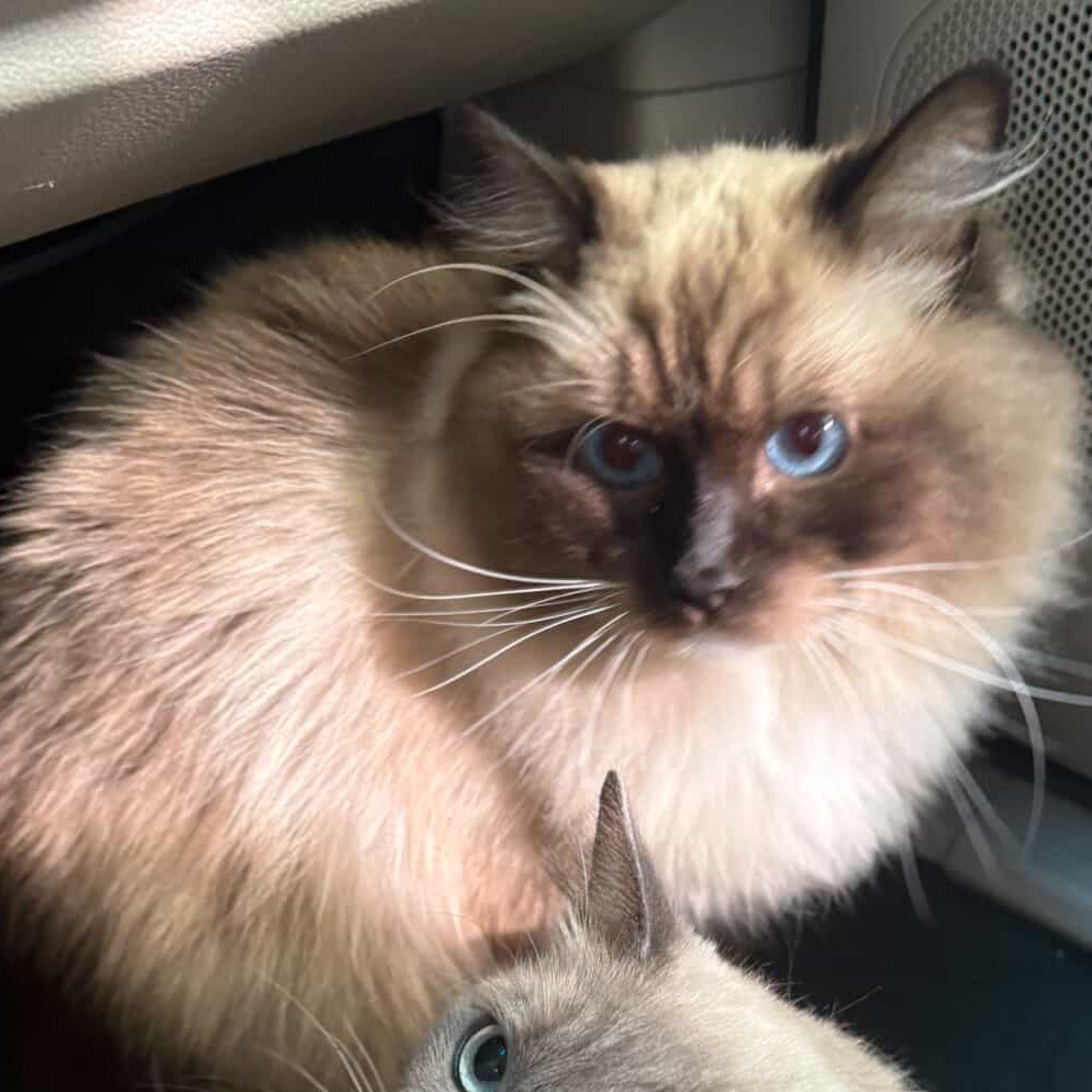 Thor, an adoptable Ragdoll in Long Beach, CA, 90803 | Photo Image 2