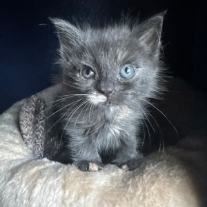 Nightshade is a fluffy dilute torti kitten who is ready for you to take her home She loves other ca