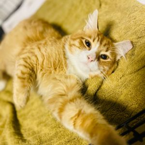 Aslan is the most beautiful gentle king you will ever meet He is so mellow and easy- an absolute a