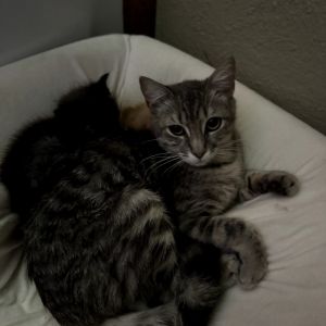 Meet Moon Moon is a beautiful sweet girl who has survived the unimaginable He