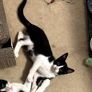 Ron and Harry are 4 month old brothers who have a lot of love to give They are 